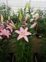 [4343 Sheila TL VZ No101.JPG]